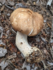 Agaricus julius