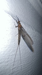 Hexagenia bilineata