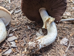 Agaricus julius