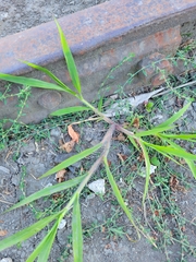Digitaria sanguinalis