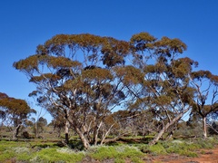 Eucalyptus oleosa oleosa