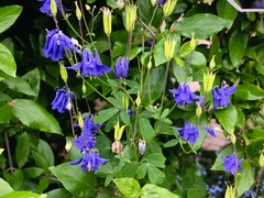 Aquilegia vulgaris