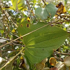 Dioscorea