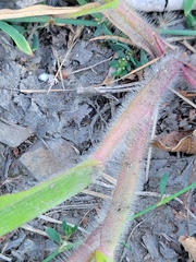 Digitaria sanguinalis