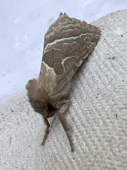Triodia sylvina