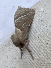 Triodia sylvina