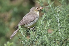 Hippolais polyglotta