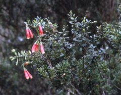 Dimorphanthera microphylla