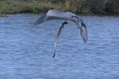 Ardea cinerea