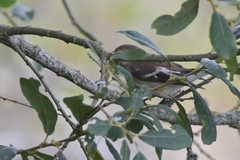 Ficedula hypoleuca