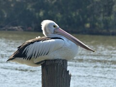 Pelecanus conspicillatus