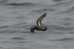 Hydrobates pelagicus
