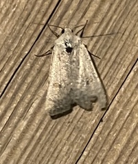 Caradrina montana