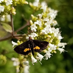 Pyraustini