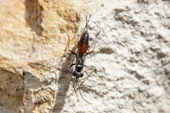 Agenioideus nubecula