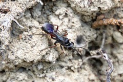 Agenioideus nubecula