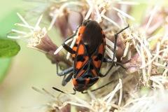 Spilostethus saxatilis