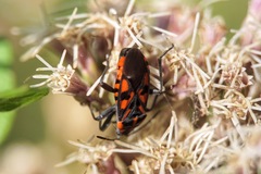 Spilostethus saxatilis