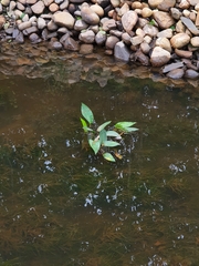 Alisma plantago-aquatica