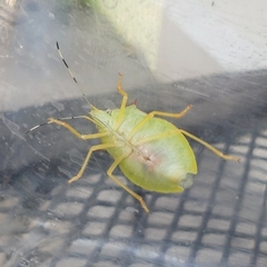 Chlorocoris distinctus