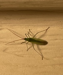 Trigonotylus