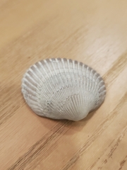 Lunarca ovalis
