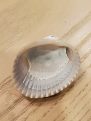 Lunarca ovalis