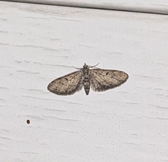 Eupithecia miserulata