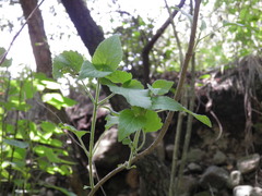 Ageratina petiolaris