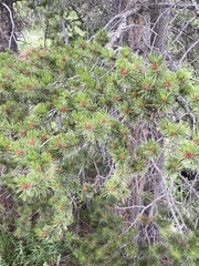 Pinus contorta