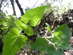 Ageratina petiolaris
