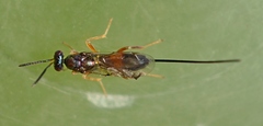 Torymus erucarum