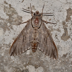 Psilogramma vates