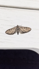 Eupithecia miserulata