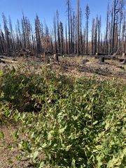 Koenigia phytolaccifolia