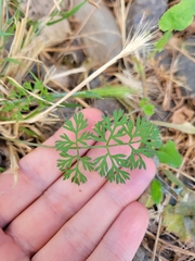 Daucus