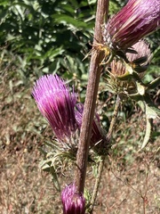 Cirsium andersonii