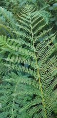 Athyrium