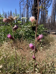 Cirsium andersonii