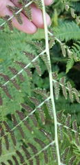 Athyrium