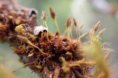 Orthotrichaceae