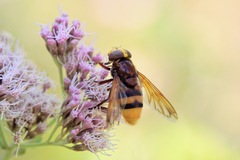 Volucella zonaria