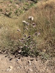Cirsium andersonii