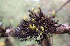 Orthotrichaceae