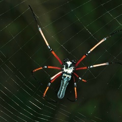 Nephila kuhli