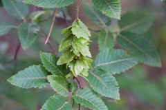 Carpinus orientalis