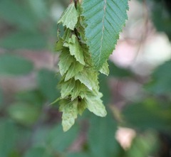 Carpinus orientalis