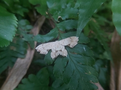 Dysaethria flavistriga