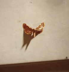 Hypsopygia