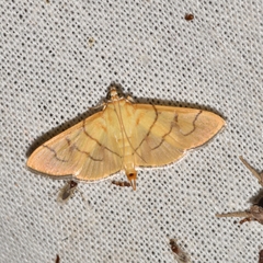Spilomelinae